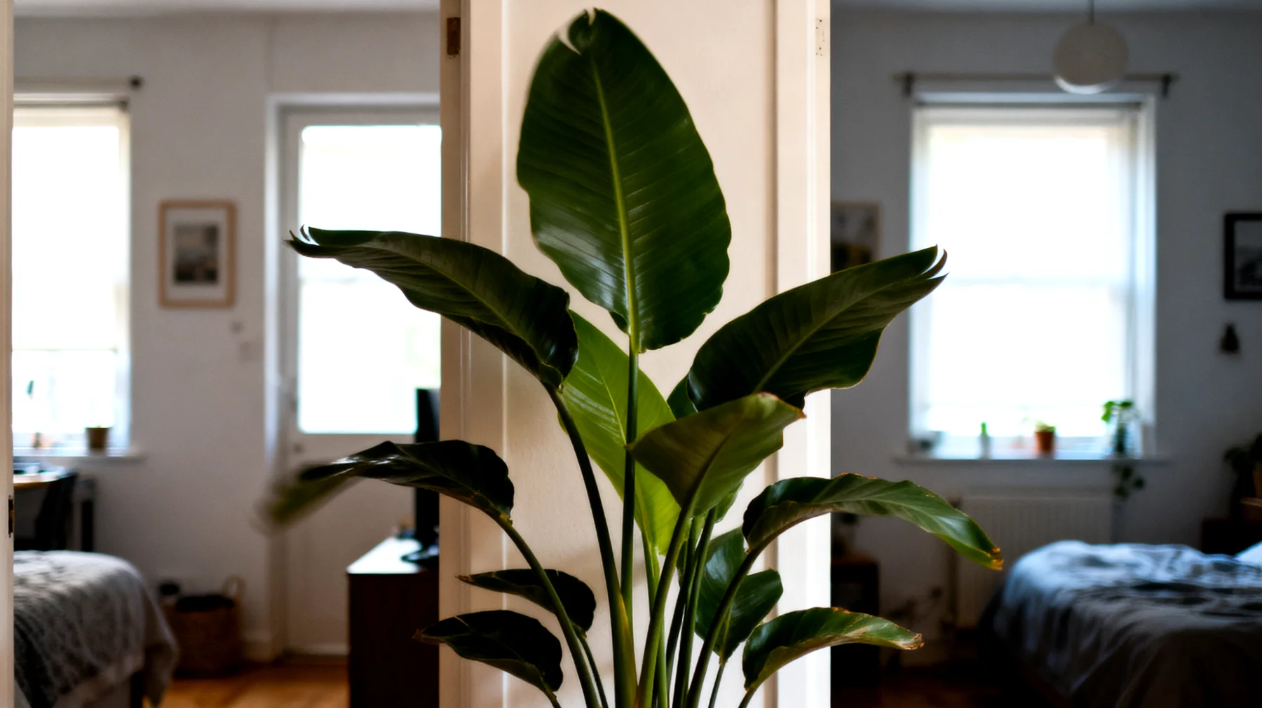 Dieffenbachia"